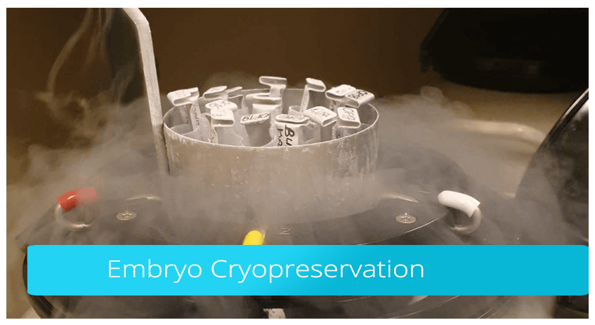 Embryo Cryopreservation