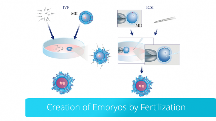 Creation of embryos by fertilization