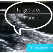 Tips and Tricks on the Management of Embryo