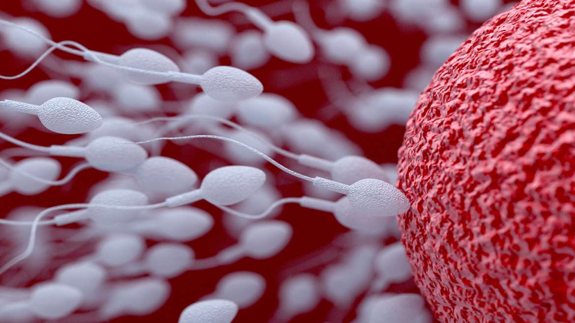 Insemination (intrauterine Insemination)