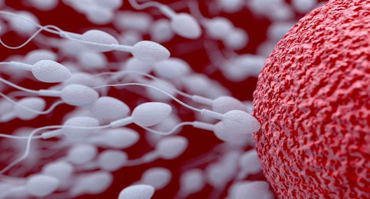 Insemination (intrauterine Insemination)