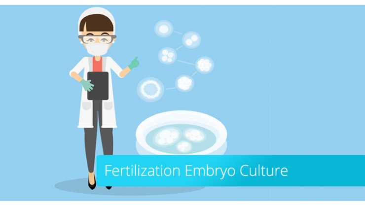 Embryokultur: die Entwicklung der Embryonen im Labor