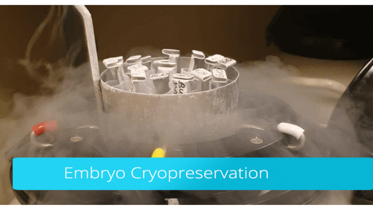 Embryo Cryopreservation