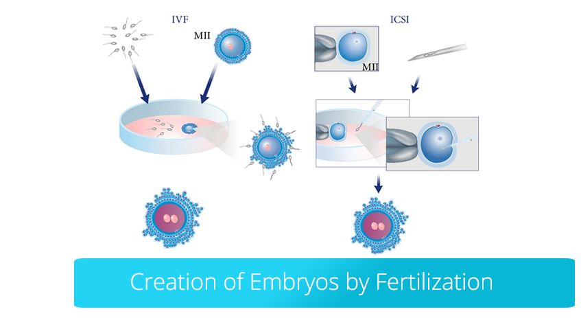 Creation of embryos by fertilization